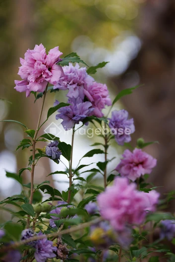 Vibrant Blooms