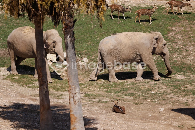 Elephants in a Natural Habitat