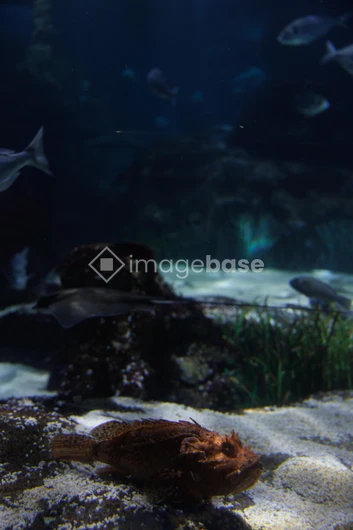 Underwater Marine Life