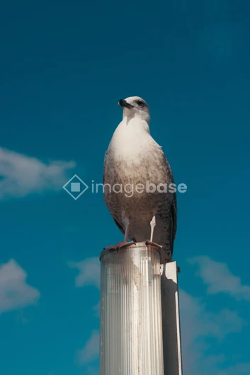Seagull on Post