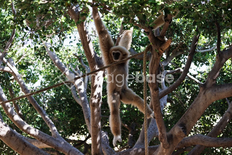 Gibbon in the Trees