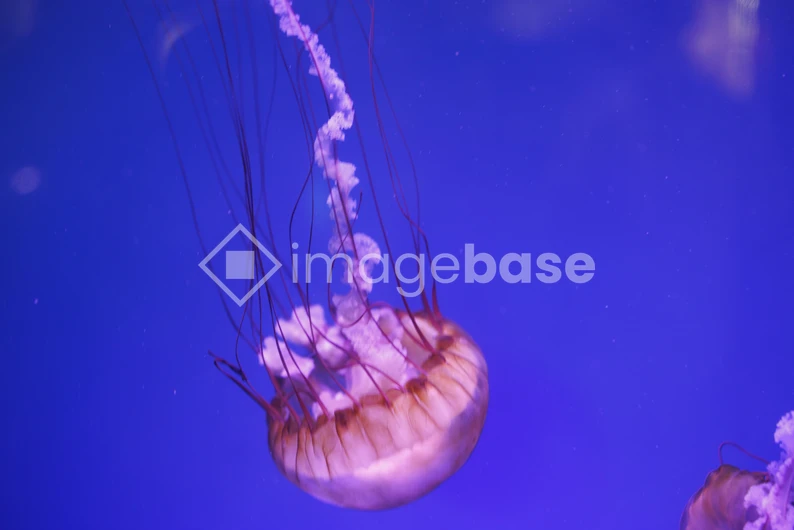 Jellyfish in Deep Blue