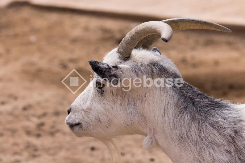 Side Profile of a Goat