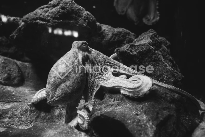 Octopus on Rocks