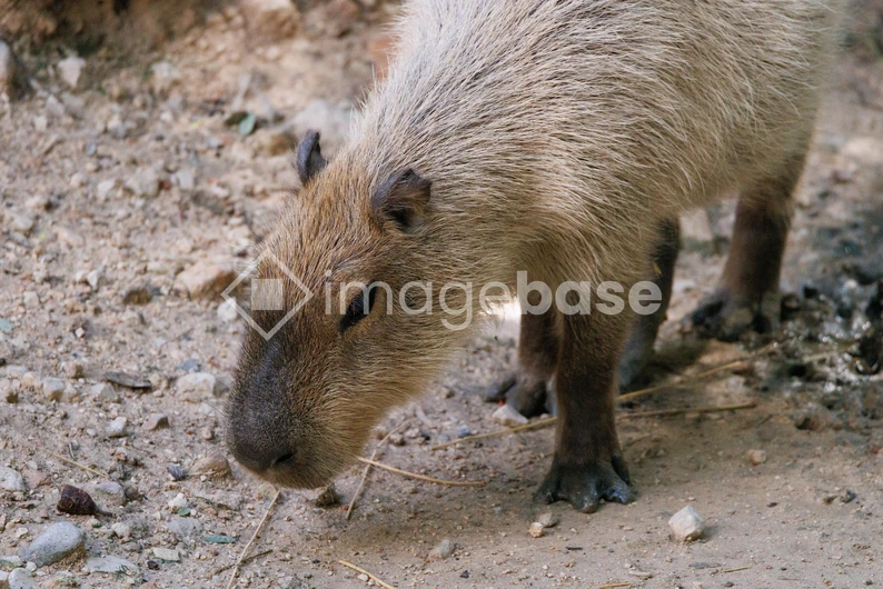 Capybara in Natural Habitat