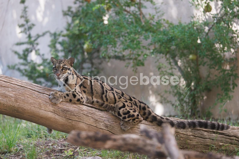 Clouded Leopard Resting