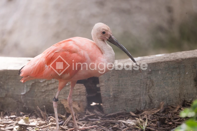 Pink Bird in Natural Habitat