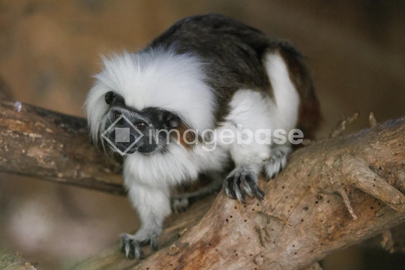 Cotton-Top Tamarin on a Branch