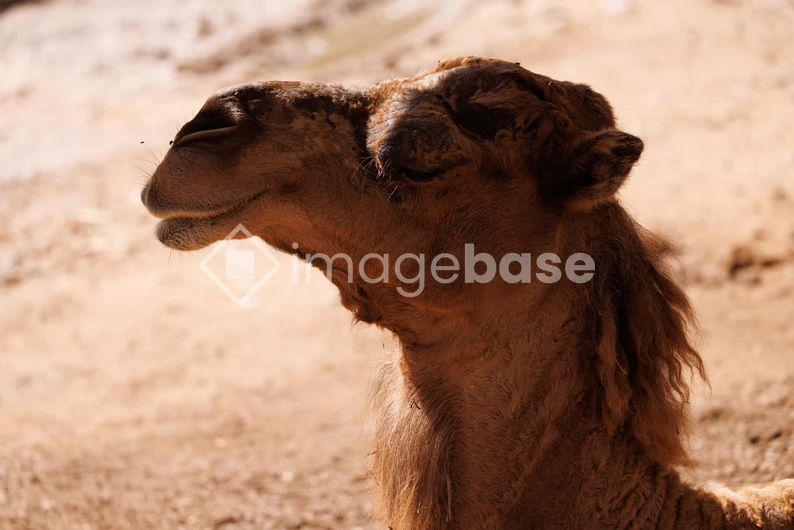 Camel in Desert