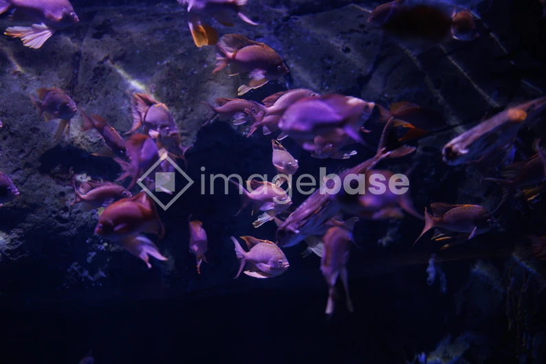 Underwater Fish School