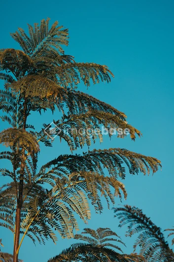 Fern Tree Against Blue Sky