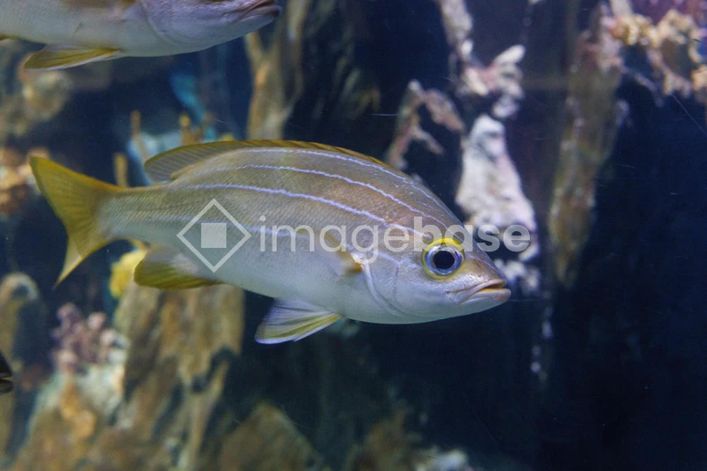 Aquarium Fish