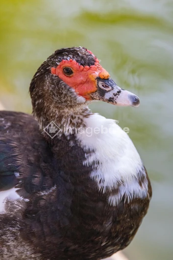 Close-Up of a Duck