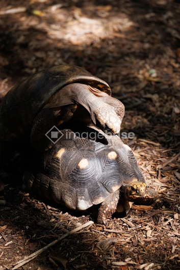 Tortoises in Nature
