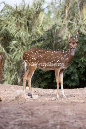 Spotted Deer in Natural Habitat