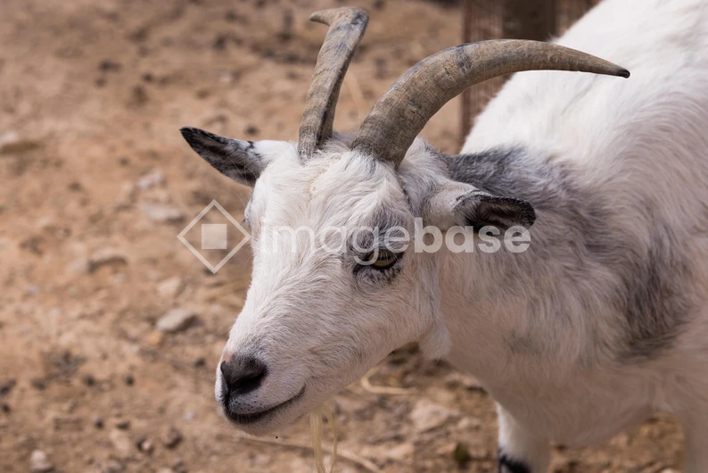 Close-up of a Goat