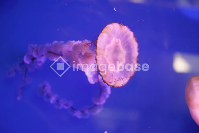 Graceful Jellyfish