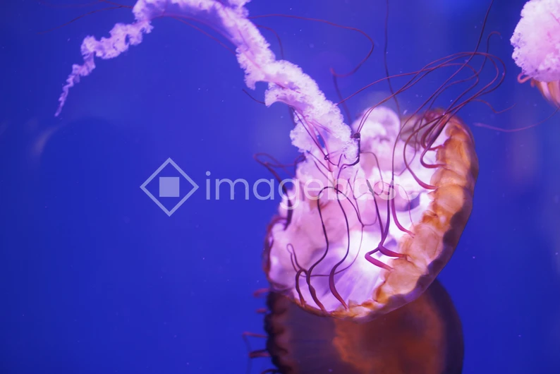 Graceful Jellyfish in Blue Waters