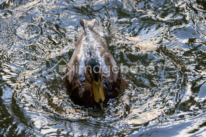 Duck Swimming in Reflections
