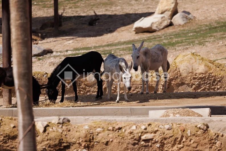 Grazing Donkeys in Natural Habitat