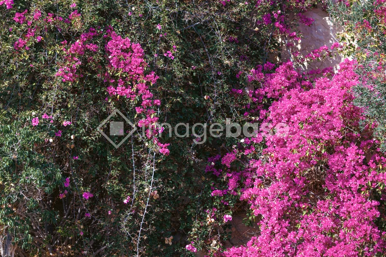 Vibrant Pink Flowers