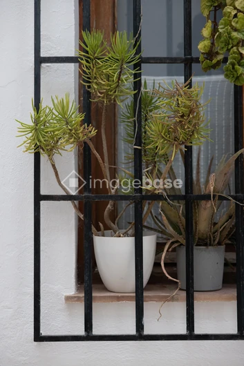 Potted Plants by a Window