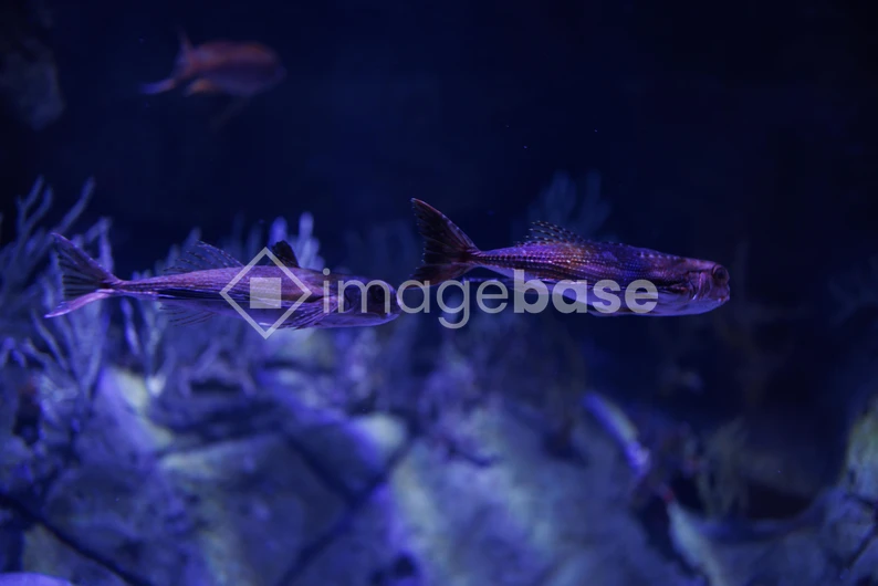 Underwater Serenity