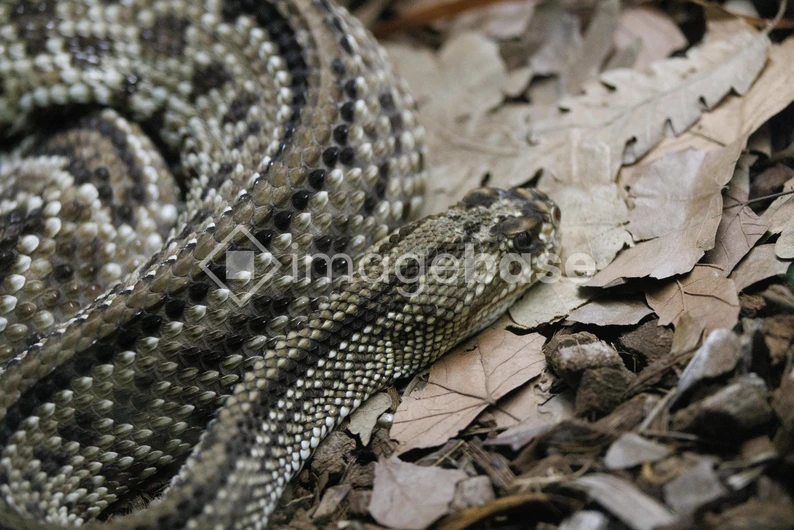 Coiled Snake on Forest Floor