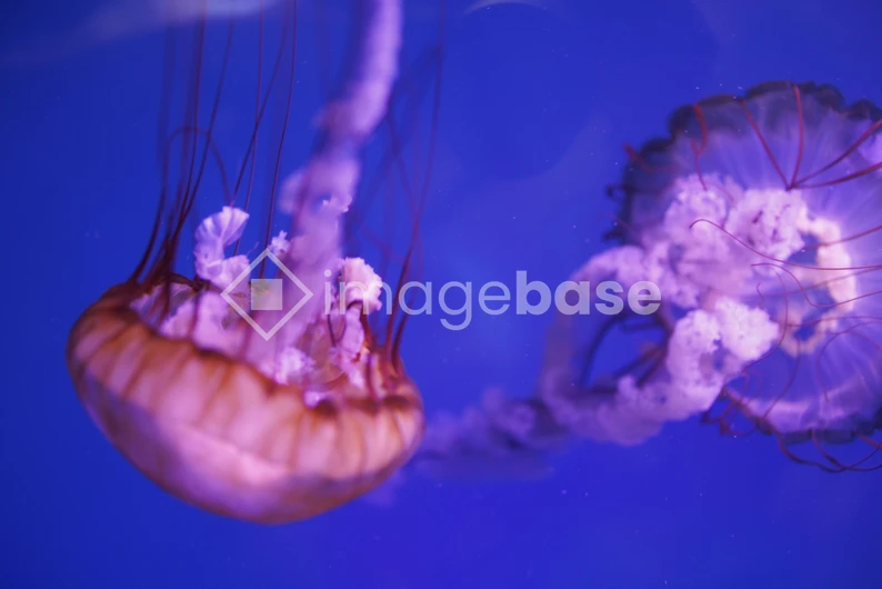 Graceful Jellyfish in Ocean Blue