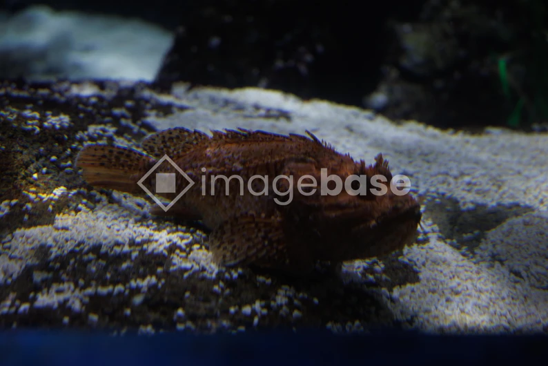 Fish on Seabed