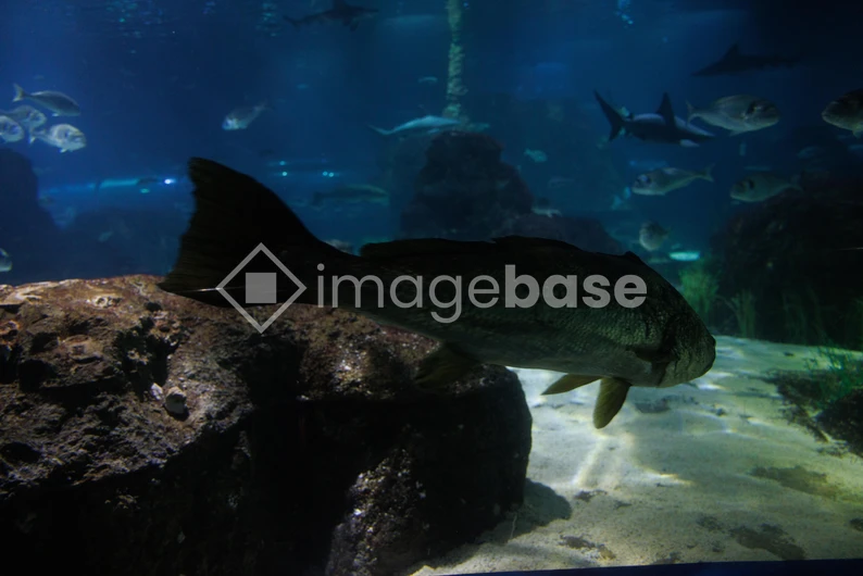 Underwater Aquarium Scene