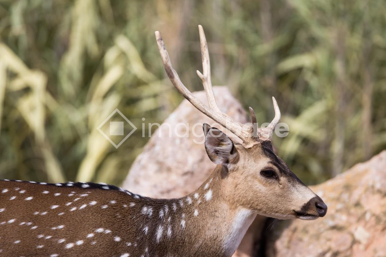 Stag in Natural Habitat