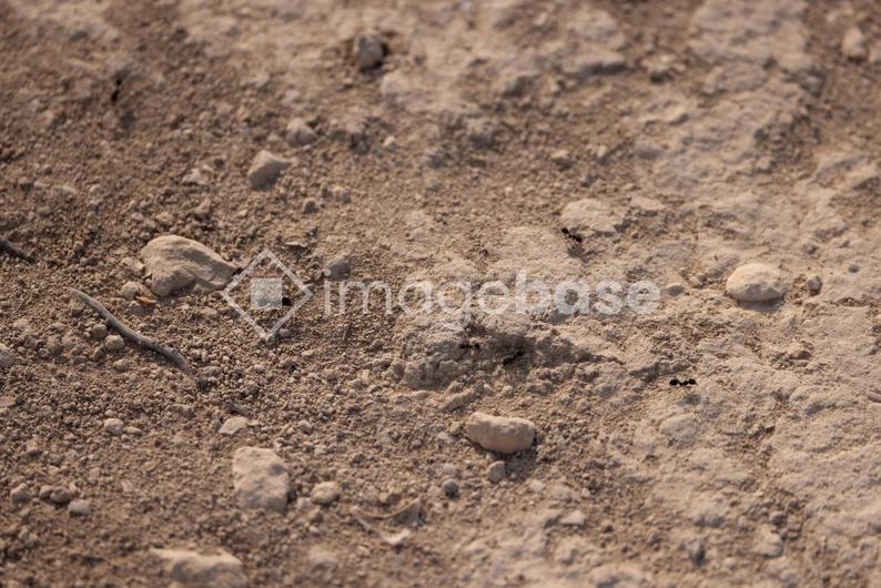 Ants on Sandy Terrain