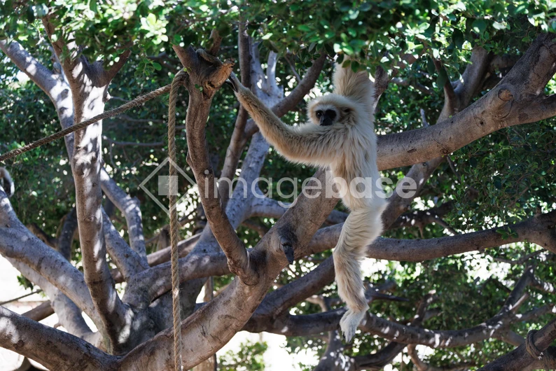 Gibbon in a Tree