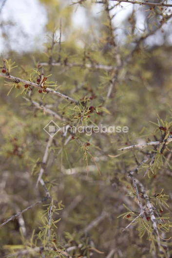 Thorny Desert Shrub