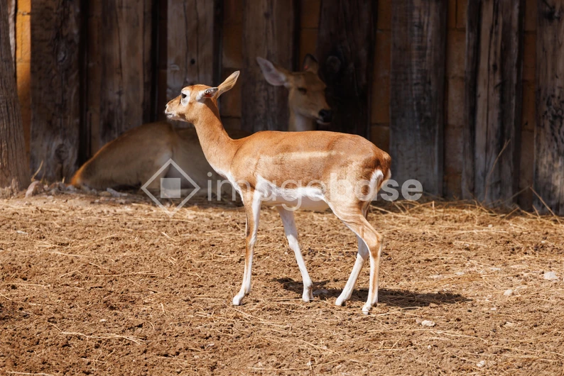 Resting Gazelles in Enclosure