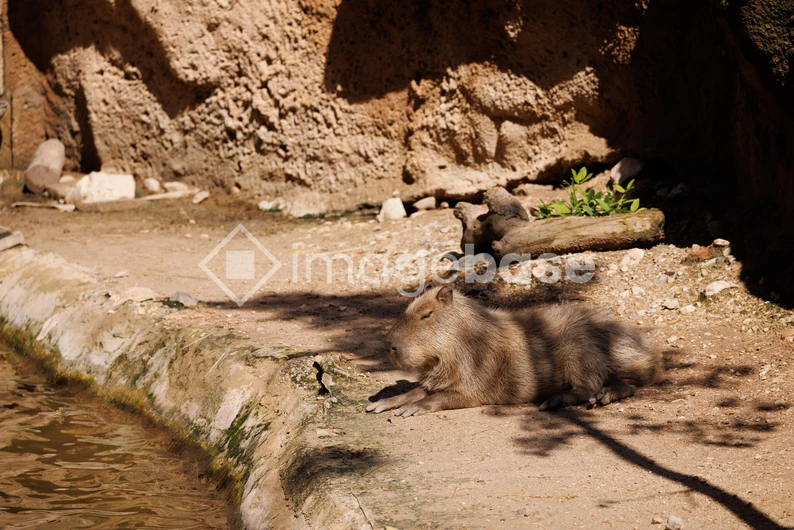Capybara Resting