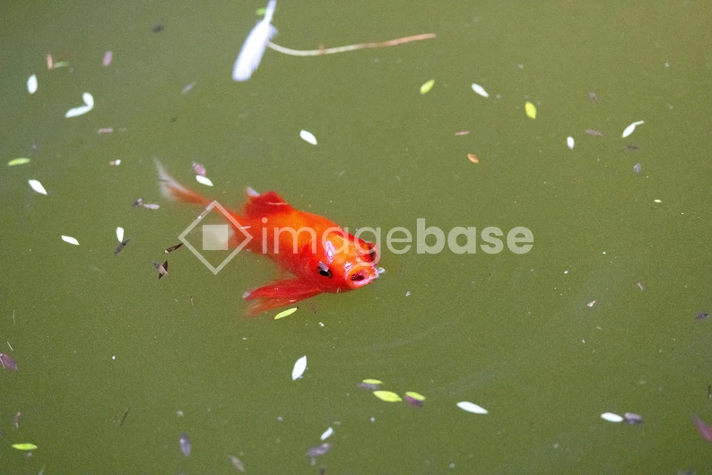 Floating Goldfish in Pond