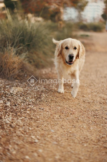 Dog on a Nature Trail