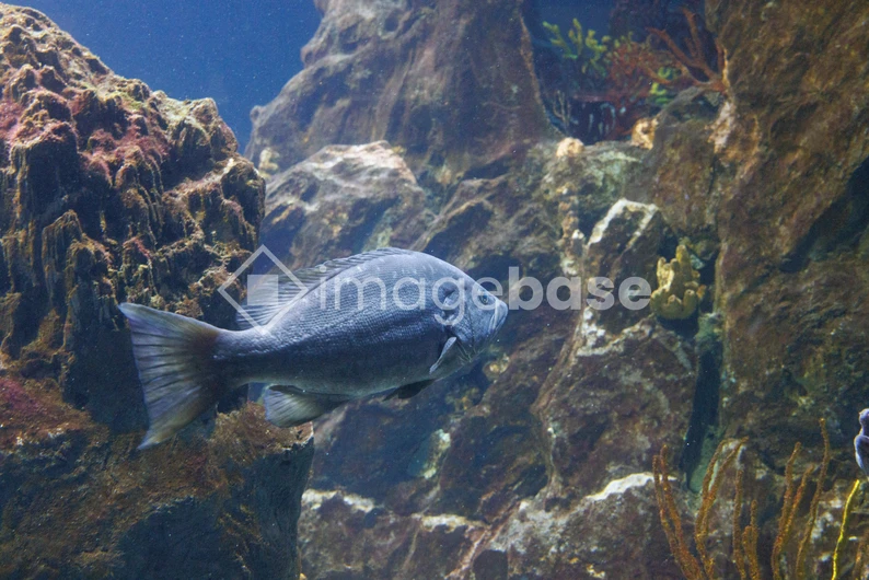 Underwater Fish