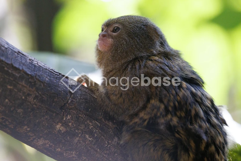 Pygmy Marmoset on a Branch