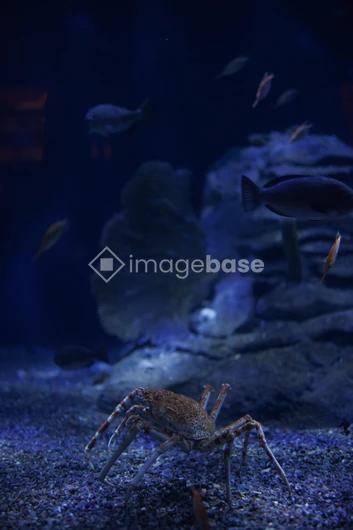 Aquatic Life in the Deep