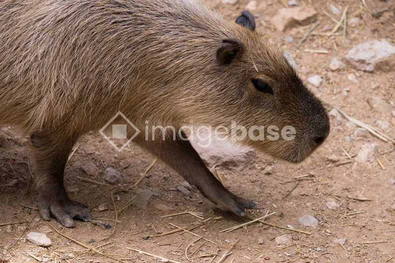 Capybara in Natural Habitat