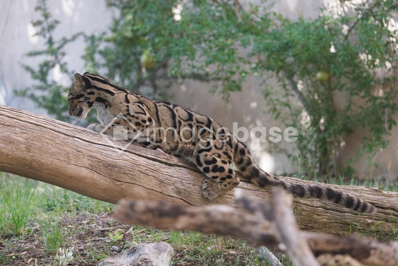 Clouded Leopard on a Log