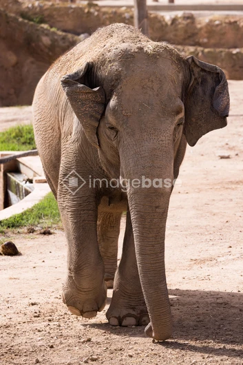 Elephant in a Natural Habitat
