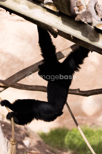 Gibbon Swinging on Rope