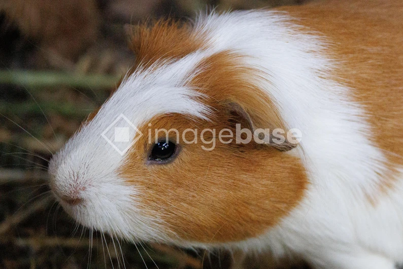 Close-up of a Guinea Pig