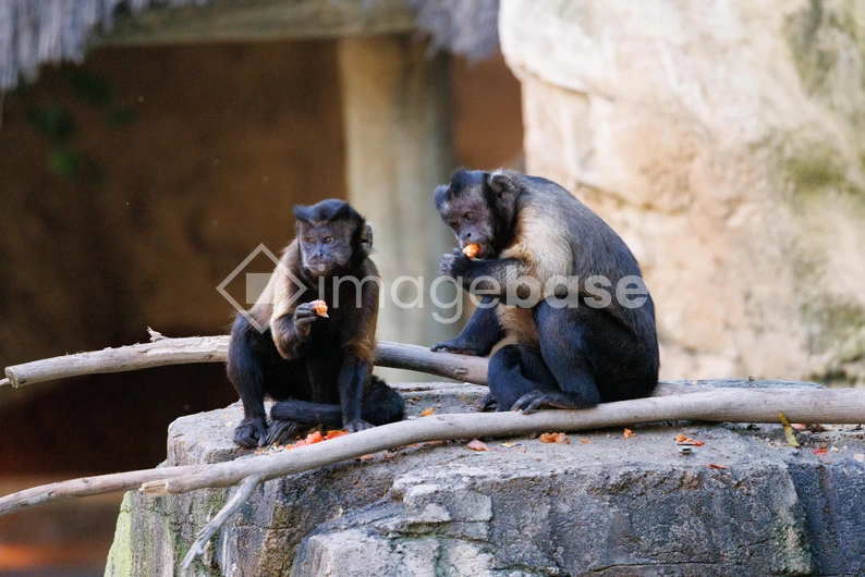 Monkeys Eating