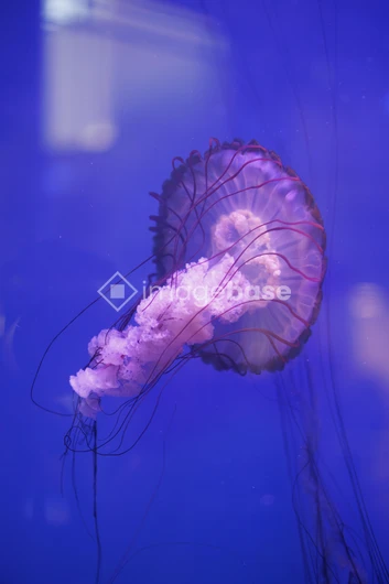 Graceful Jellyfish