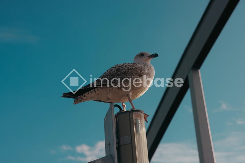 Seagull on a Lamp Post